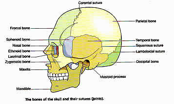 cranial sacral therapy
